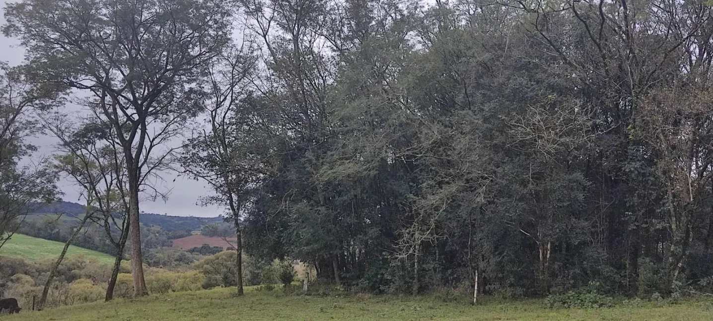Imóvel Rural à Venda - Linha Bonita, Engenho Velho/RS