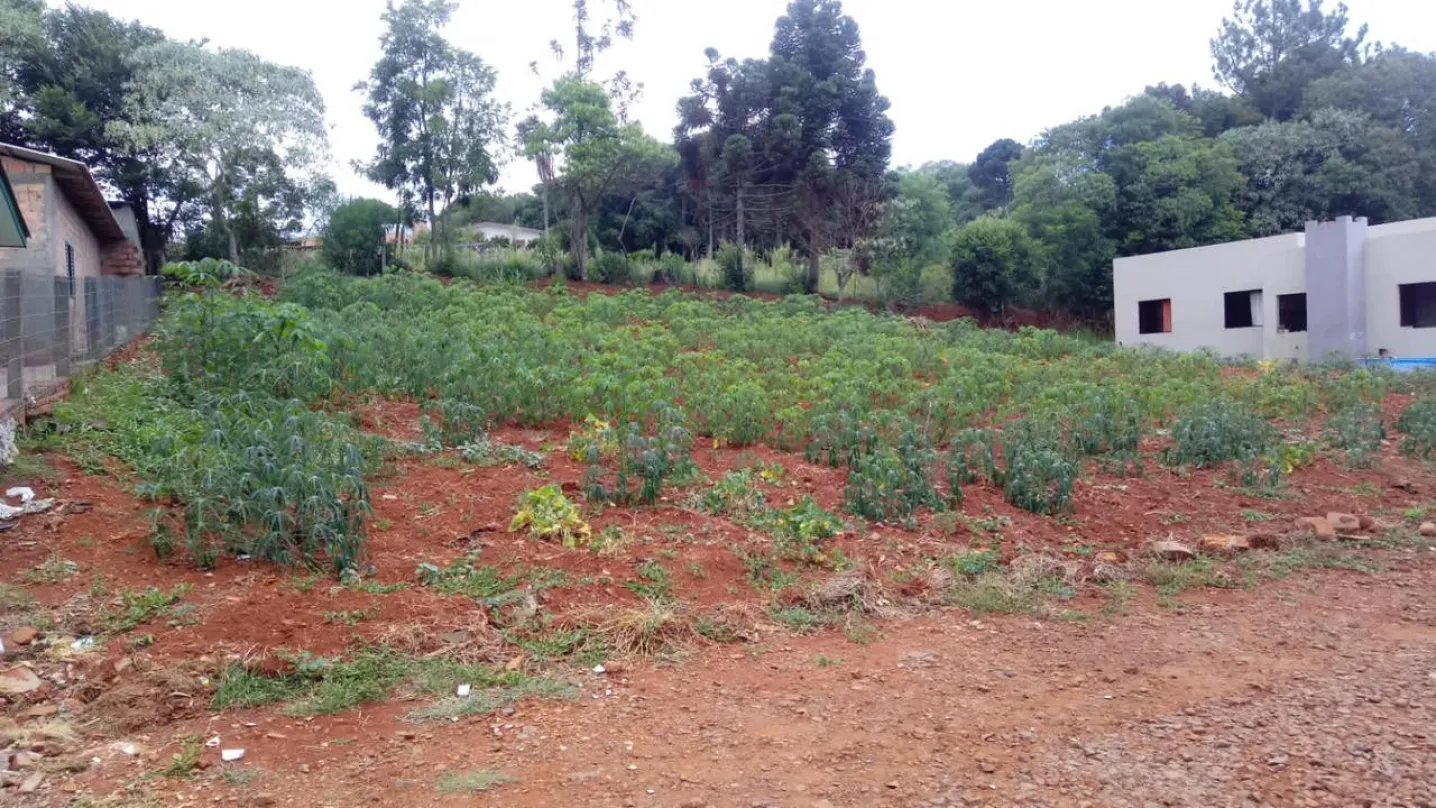 LOTE URBANO EM RONDA ALTA COM 287,59M²