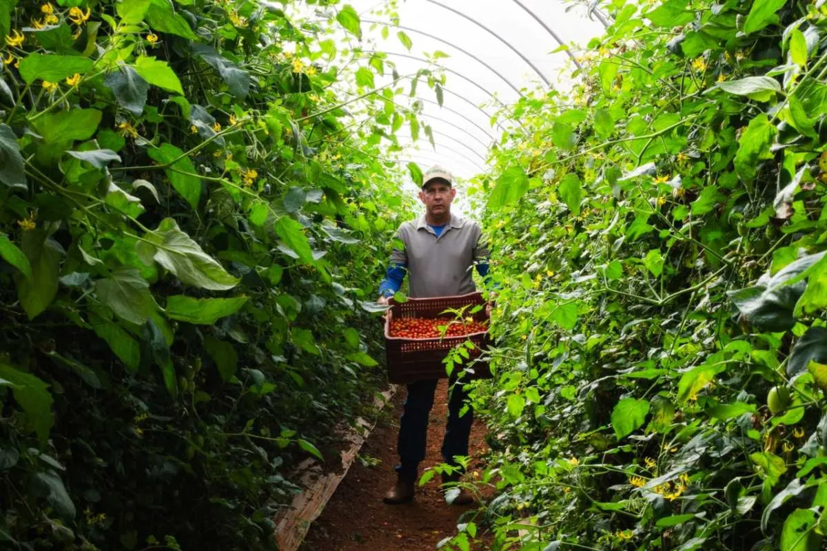 Sicredi disponibiliza R$ 72,1 bilhões para apoiar o agronegócio no Plano Safra 2026/2027